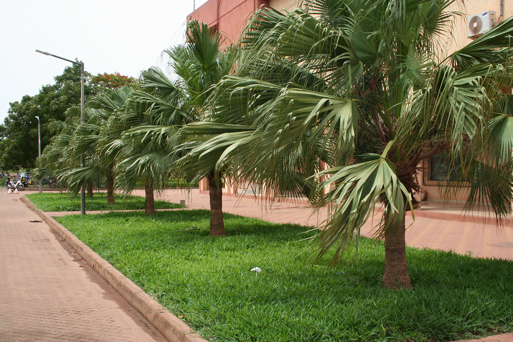 Entretien des jardins et espaces verts