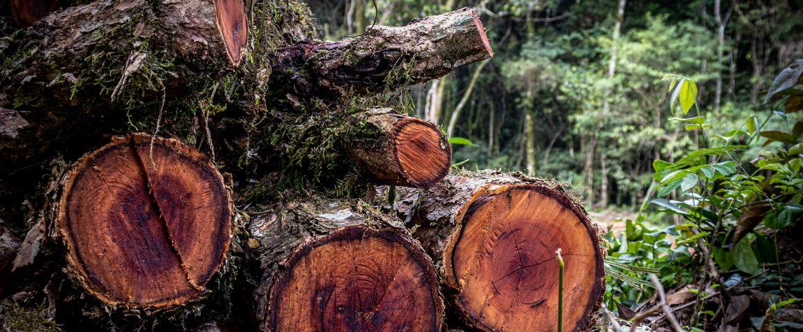 Sylviculture et aménagement forestier